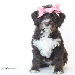 <p style="font-family: hello honey; font-size: 30px;"><strong>Coco</strong><br>
<DIV align="left"><strong>Parents:</strong> Toast & Hammer<br>
<strong>DOB:</strong> 11/09/2024<br>
<strong>Age:</strong> 14 Weeks<br>
<strong>Size:</strong> Medium (30-45 lbs)<br>
<strong>Gender:</strong> Female<br>
<strong>Coat:</strong> Chocolate Tri Fleece<br>