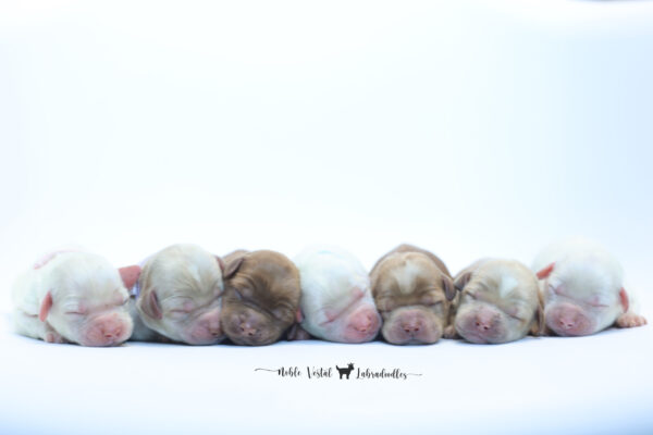 Newborn Australian Labradoodle Puppies Australian Labradoodle Puppies Newborn