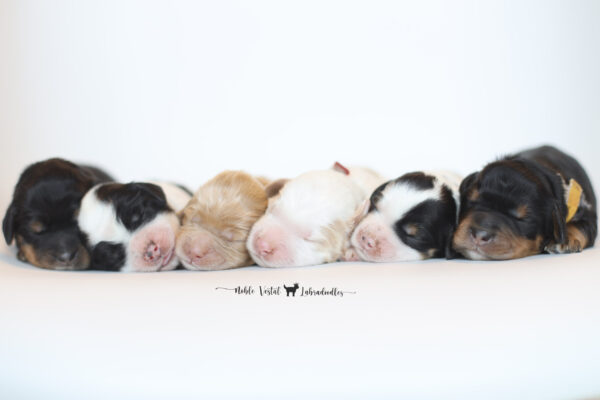 One Week Old Australian Labradoodle Puppies Australian Labradoodle Puppies Week One
