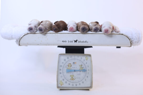 One Week Old Australian Labradoodle Puppies Australian Labradoodle Puppies