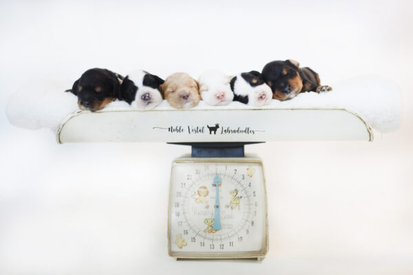 Two Week Old Australian Labradoodle Puppies Australian Labradoodle Puppies Week Two