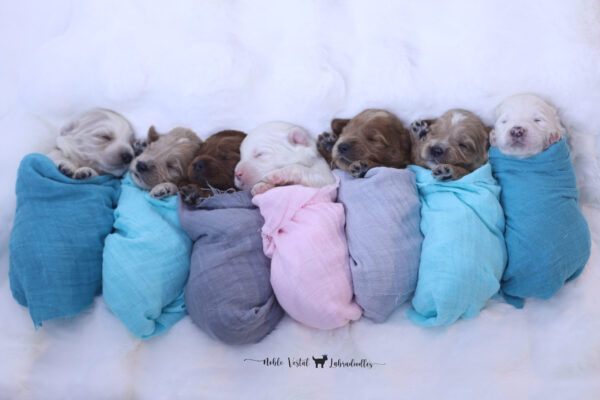 Two Week Old Australian Labradoodle Puppies Australian Labradoodle Puppies