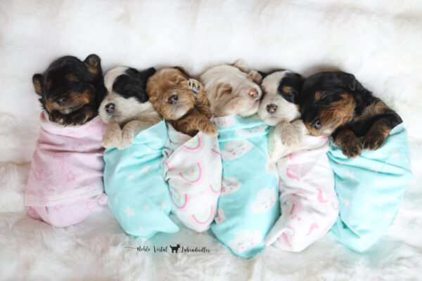 Three Week Old Australian Labradoodle Puppies Australian Labradoodle Puppies Week Three