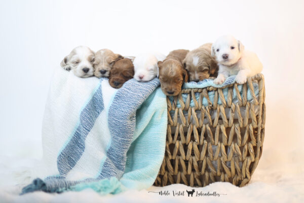 Three Week Old Australian Labradoodle Puppies Australian Labradoodle Puppies