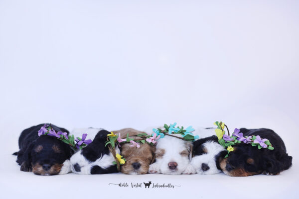 Four Week Old Australian Labradoodle Puppies Australian Labradoodle Puppies Week Four