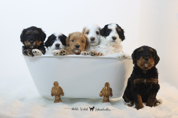 Five Week Old Australian Labradoodle Puppies Australian Labradoodle Puppies Week Five