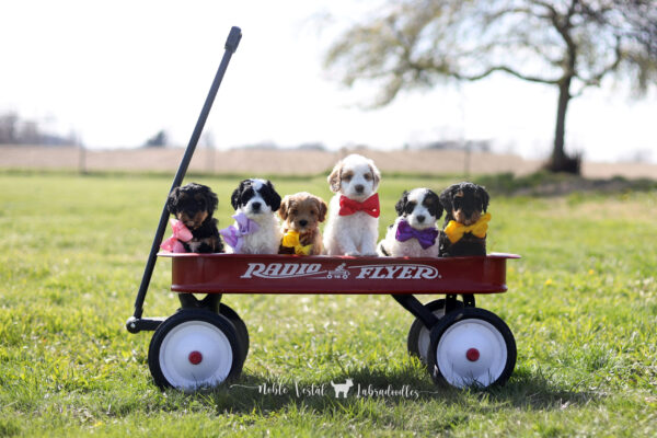 Six Week Old Australian Labradoodle Puppies Australian Labradoodle Puppies Week Six