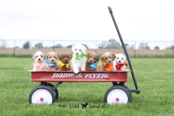 Six Week Old Australian Labradoodle Puppies Australian Labradoodle Puppies Week Six