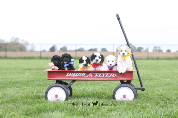 Six Week Old Australian Labradoodle Puppies
