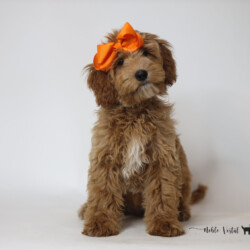 <p style="font-family: hello honey; font-size: 30px;"><strong>Betsy</strong><br>
<DIV align="left"><strong>Parents:</strong> Mac & Prosciutto<br>
<strong>DOB:</strong> 03/19/2025<br>
<strong>Age:</strong> 16 Weeks<br>
<strong>Size:</strong> Medium (30-35 lbs)<br>
<strong>Gender:</strong> Female<br>
<strong>Coat:</strong> Red Fleece<br>