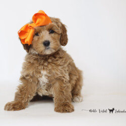 <p style="font-family: hello honey; font-size: 30px;"><strong>Betsy</strong><br>
<DIV align="left"><strong>Parents:</strong> Mac & Prosciutto<br>
<strong>DOB:</strong> 03/19/2025<br>
<strong>Age:</strong> 9 Weeks<br>
<strong>Size:</strong> Medium (30-45 lbs)<br>
<strong>Gender:</strong> Female<br>
<strong>Coat:</strong> Red Fleece<br>