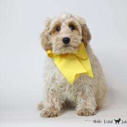 <p style="font-family: hello honey; font-size: 30px;"><strong>Charlie</strong><br>
<DIV align="left"><strong>Parents:</strong> Togepi & Prosciutto<br>
<strong>DOB:</strong> 03/22/2025<br>
<strong>Age:</strong> 17 Weeks<br>
<strong>Size:</strong> Schmedium (25-30 lbs)<br>
<strong>Gender:</strong> Male<br>
<strong>Coat:</strong> Red & White Parti Roan Fleece<br>