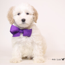 <p style="font-family: hello honey; font-size: 30px;"><strong>Linus</strong><br>
<DIV align="left"><strong>Parents:</strong> Togepi & Prosciutto<br>
<strong>DOB:</strong> 03/22/2025<br>
<strong>Age:</strong> 9 Weeks<br>
<strong>Size:</strong> Medium (30-45 lbs)<br>
<strong>Gender:</strong> Male<br>
<strong>Coat:</strong> Red & White Parti Fleece<br>