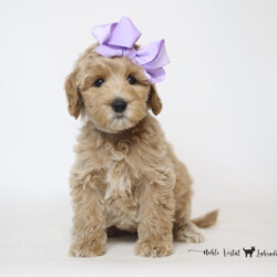 <p style="font-family: hello honey; font-size: 30px;"><strong>Independence</strong><br>
<DIV align="left"><strong>Parents:</strong> Mac & Prosciutto<br>
<strong>DOB:</strong> 03/19/2025<br>
<strong>Age:</strong> 9 Weeks<br>
<strong>Size:</strong> Medium (30-45 lbs)<br>
<strong>Gender:</strong> Female<br>
<strong>Coat:</strong> Red Fleece<br>