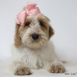 <p style="font-family: hello honey; font-size: 30px;"><strong>Libby</strong><br> 
<DIV align="left"><strong>Parents:</strong> Mac & Prosciutto<br>
<strong>DOB:</strong> 03/19/2025<br>
<strong>Age:</strong> 26 Weeks<br>
<strong>Size:</strong> Medium (30-45 lbs)<br>
<strong>Gender:</strong> Female<br>
<strong>Coat:</strong> Red & White Parti Roan Fleece<br>