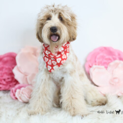 <p style="font-family: hello honey; font-size: 30px;"><strong>Libby</strong><br>
<DIV align="left"><strong>Parents:</strong> Mac & Prosciutto<br>
<strong>DOB:</strong> 03/19/2025<br>
<strong>Age:</strong> 10 Months<br>
<strong>Size:</strong> Strong (48-55 lbs)<br>
<strong>Gender:</strong> Female<br>
<strong>Coat:</strong> Red & White Parti Roan Fleece<br>