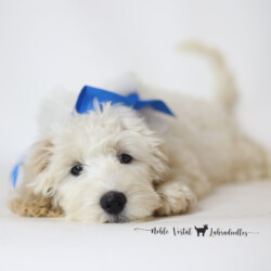 <p style="font-family: hello honey; font-size: 30px;"><strong>Linus</strong><br>
<DIV align="left"><strong>Parents:</strong> Togepi & Prosciutto<br>
<strong>DOB:</strong> 03/22/2025<br>
<strong>Age:</strong> 17 Weeks<br>
<strong>Size:</strong> Schmedium (25-30 lbs)<br>
<strong>Gender:</strong> Male<br>
<strong>Coat:</strong> Red & White Parti Fleece<br>