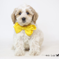 <p style="font-family: hello honey; font-size: 30px;"><strong>Charlie</strong><br>
<DIV align="left"><strong>Parents:</strong> Togepi & Prosciutto<br>
<strong>DOB:</strong> 03/22/2025<br>
<strong>Age:</strong> 9 Weeks<br>
<strong>Size:</strong> Medium (30-45 lbs)<br>
<strong>Gender:</strong> Male<br>
<strong>Coat:</strong> Red & White Parti Fleece<br>