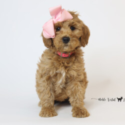 <p style="font-family: hello honey; font-size: 30px;"><strong>Sweetie</strong><br>
<DIV align="left"><strong>Parents:</strong> Lady & Butter<br>
<strong>DOB:</strong> 05/31/2025<br>
<strong>Age:</strong> 10 Weeks<br>
<strong>Size:</strong> Medium (30-45 lbs)<br>
<strong>Gender:</strong> Female<br>
<strong>Coat:</strong> Apricot Red Fleece<br>