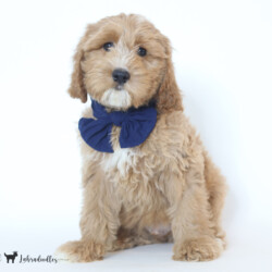 <p style="font-family: hello honey; font-size: 30px;"><strong>Chunk</strong><br> 
<DIV align="left"><strong>Parents:</strong> Dandy & Prosciutto<br>
<strong>DOB:</strong> 08/18/2025<br>
<strong>Age:</strong> 11 Weeks<br>
<strong>Size:</strong> Standard (45-55 lbs)<br>
<strong>Gender:</strong> Male<br>
<strong>Coat:</strong> Red Fleece<br>