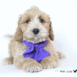 <p style="font-family: hello honey; font-size: 30px;"><strong>Peanut Butter</strong><br>
<DIV align="left"><strong>Parents:</strong> Dandy & Prosciutto<br>
<strong>DOB:</strong> 08/18/2025<br>
<strong>Age:</strong> 11 Weeks<br>
<strong>Size:</strong> Standard (45-55 lbs)<br>
<strong>Gender:</strong> Male<br>
<strong>Coat:</strong> Red Fleece<br>