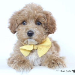 <p style="font-family: hello honey; font-size: 30px;"><strong>Chip</strong><br> 
<DIV align="left"><strong>Parents:</strong> Dandy & Prosciutto<br>
<strong>DOB:</strong> 08/18/2025<br>
<strong>Age:</strong> 11 Weeks<br>
<strong>Size:</strong> Medium (30-45 lbs)<br>
<strong>Gender:</strong> Male<br>
<strong>Coat:</strong> Red Fleece<br>