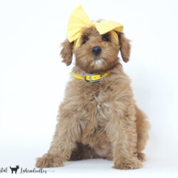 <p style="font-family: hello honey; font-size: 30px;"><strong>Pumpkin</strong><br> 
<DIV align="left"><strong>Parents:</strong> Dandy & Prosciutto<br>
<strong>DOB:</strong> 08/18/2025<br>
<strong>Age:</strong> 11 Weeks<br>
<strong>Size:</strong> Medium (30-45 lbs)<br>
<strong>Gender:</strong> Female<br>
<strong>Coat:</strong> Red Fleece<br> Trained Red Labradoodle For Sale