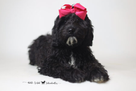 <p style="font-family: hello honey; font-size: 30px;"><strong>Sally</strong><br>
<DIV align="left"><strong>Parents:</strong> Togepi & Prosciutto<br>
<strong>DOB:</strong> 03/22/2025<br>
<strong>Age:</strong> 26 Weeks<br>
<strong>Size:</strong> Medium (25-30 lbs)<br>
<strong>Gender:</strong> Female<br>
<strong>Coat:</strong> Black Fleece<br>
<br>