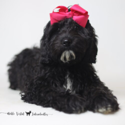 <p style="font-family: hello honey; font-size: 30px;"><strong>Sally</strong><br> 
<DIV align="left"><strong>Parents:</strong> Togepi & Prosciutto<br>
<strong>DOB:</strong> 03/22/2025<br>
<strong>Age:</strong> 26 Weeks<br>
<strong>Size:</strong> Medium (25-30 lbs)<br>
<strong>Gender:</strong> Female<br>
<strong>Coat:</strong> Black Fleece<br>
<br>