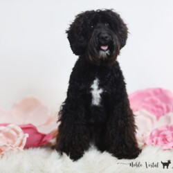 <p style="font-family: hello honey; font-size: 30px;"><strong>Sally</strong><br>
<DIV align="left"><strong>Parents:</strong> Togepi & Prosciutto<br>
<strong>DOB:</strong> 03/22/2025<br>
<strong>Age:</strong> 10 Months<br>
<strong>Size:</strong> Medium (25-30 lbs)<br>
<strong>Gender:</strong> Female<br>
<strong>Coat:</strong> Black Fleece<br>
<br>