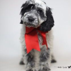 <p style="font-family: hello honey; font-size: 30px;"><strong>Snoopy</strong><br>
<DIV align="left"><strong>Parents:</strong> Togepi & Prosciutto<br>
<strong>DOB:</strong> 03/22/2025<br>
<strong>Age:</strong> 17 Weeks<br>
<strong>Size:</strong> Medium (30-40 lbs)<br>
<strong>Gender:</strong> Male<br>
<strong>Coat:</strong> Black & White Parti Roan Fleece<br>