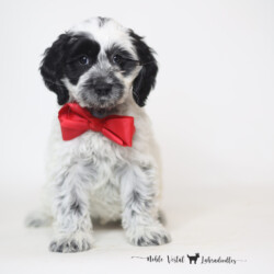 <p style="font-family: hello honey; font-size: 30px;"><strong>Snoopy</strong><br>
<DIV align="left"><strong>Parents:</strong> Togepi & Prosciutto<br>
<strong>DOB:</strong> 03/22/2025<br>
<strong>Age:</strong> 9 Weeks<br>
<strong>Size:</strong> Medium (30-45 lbs)<br>
<strong>Gender:</strong> Male<br>
<strong>Coat:</strong> Black & White Parti Fleece<br>