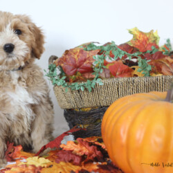 <p style="font-family: hello honey; font-size: 30px;"><strong>Peanut Butter</strong><br>
<DIV align="left"><strong>Parents:</strong> Dandy & Prosciutto<br>
<strong>DOB:</strong> 08/18/2025<br>
<strong>Age:</strong> 11 Weeks<br>
<strong>Size:</strong> Standard (45-55 lbs)<br>
<strong>Gender:</strong> Male<br>
<strong>Coat:</strong> Red Fleece<br><DIV align="left"><strong>Parents:</strong> Dandy & Prosciutto<br>
<strong>DOB:</strong> 08/18/2025<br>
<strong>Age:</strong> 11 Weeks<br>
<strong>Size:</strong> Standard (45-55 lbs)<br>
<strong>Gender:</strong> Male<br>
<strong>Coat:</strong> Red Fleece<br>