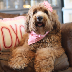 <strong>Noble Vestal’s Dandelion Wishes</strong> <br />aka Dandy<br />
ALAA-111056 WALA-00054585