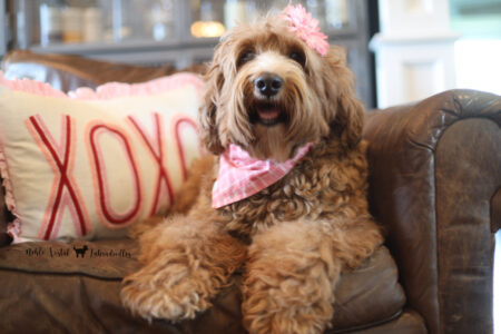 <strong>Noble Vestal’s Dandelion Wishes</strong> <br />aka Dandy<br />
ALAA-111056 WALA-00054585