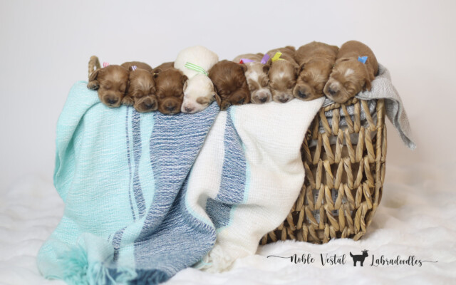 Standard
(20-24 inches tall)
Red
Abstract, Parti, Solid
Born August 19th
Ready To Join Your Family October 18th
Later Pick Up Dates Available
for Puppies Staying for Training
Accepting Reservations standard red australian labradoodle puppies with soft fleece coats at 5 days old available october 18 from noble vestal labradoodles