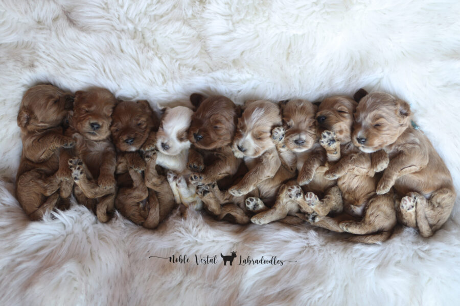 <div class="puppy-info-box">
<img src="https://yourwebsite.com/wp-content/uploads/puppy1.jpg" alt="Bella" style="width:100%; height:auto; border-radius:8px;">
<h3 class="puppy-name">Bella</h3>
<p><strong>Size:</strong> Medium</p>
<p><strong>Parents:</strong> Bella x Max</p>
<p><strong>DOB:</strong> 2025-05-01</p>
<p><strong>Age:</strong> <span class="age"></span></p>
<p><strong>Gender:</strong> Female</p>
<p><strong>Color:</strong> Cream</p>
<p><strong>Coat:</strong> Curly</p>
<a href="https://example.com/more-bella" target="_blank" class="gallery-button">Click for More Info</a>
<a href="https://example.com/apply-bella" target="_blank" class="gallery-button">Click Apply Now</a>
</div>
Standard
(20-24 inches tall)
Red
Abstract, Parti, Solid
Born August 19th
Ready To Join Your Family October 18th
Later Pick Up Dates Available
for Puppies Staying for Training
Accepting Reservations standard red australian labradoodle puppies with soft fleece coats at 5 days old available october 18 from noble vestal labradoodles