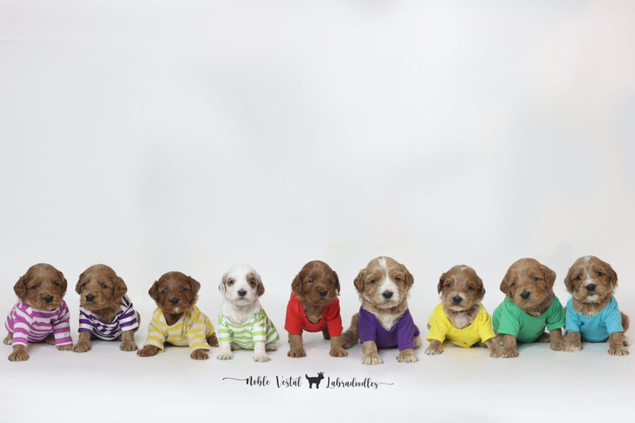 24 day old standard red australian labradoodles available now