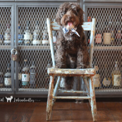 Miniature Chocolate Australian Labradoodle Puppies | Temperament-Tested & Home Raised