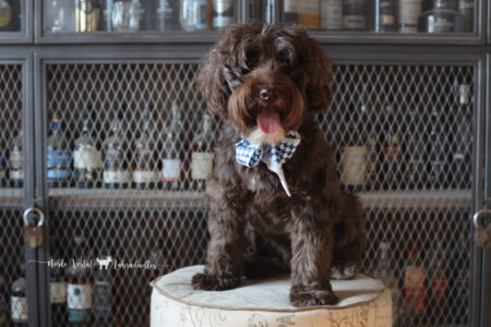 <strong>Noble Vestals Coca-Cola</strong><br /> aka Fizz<br />
ALAA-112493  WALA-00079822