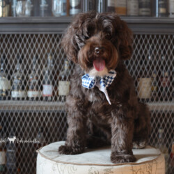 <strong>Noble Vestals Coca-Cola</strong><br /> aka Fizz<br />
ALAA-112493 WALA-00079822