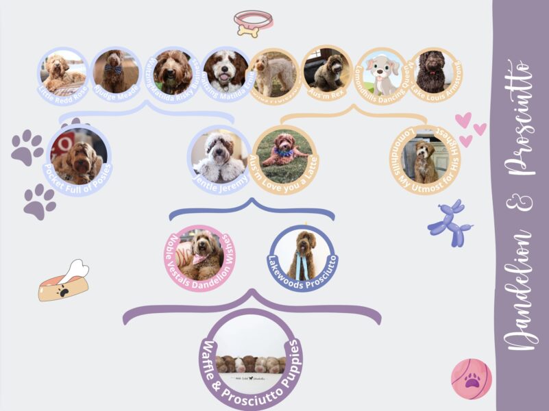 <p style="font-family: hello honey; font-size: 30px;"><strong>Sweetie</strong><br>
<DIV align="left"><strong>Parents:</strong> Lady & Butter<br>
<strong>DOB:</strong> 05/31/2025<br>
<strong>Age:</strong> 16 Weeks<br>
<strong>Size:</strong> Medium (30-45 lbs)<br>
<strong>Gender:</strong> Female<br>
<strong>Coat:</strong> Apricot Red Fleece<br><br>