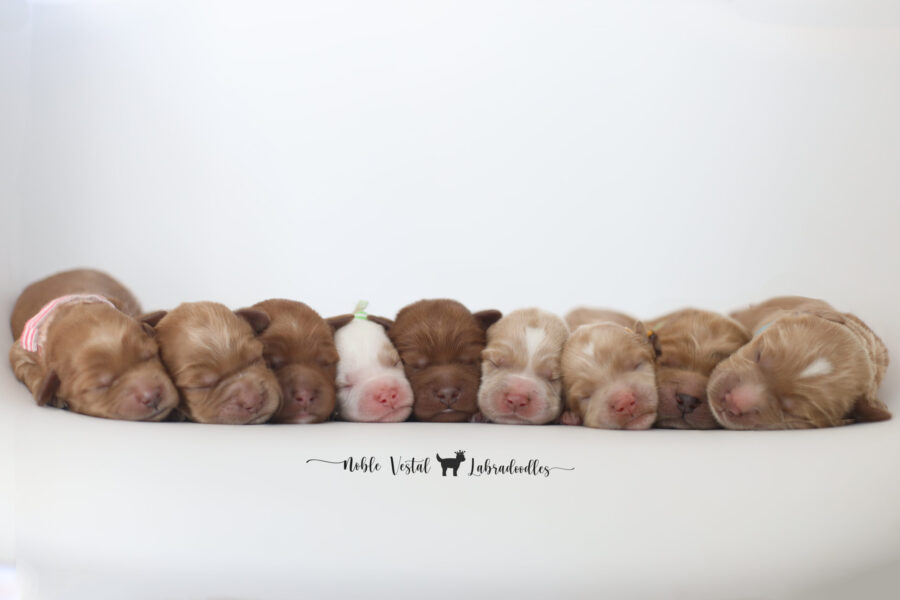 Standard
(20-24 inches tall)
Red
Abstract, Parti, Solid
Born August 19th
Ready To Join Your Family October 18th
Later Pick Up Dates Available
for Puppies Staying for Training
Accepting Reservations standard red australian labradoodle puppies with soft fleece coats at 5 days old available october 18 from noble vestal labradoodles