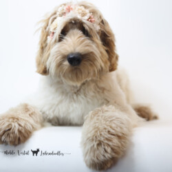 <p style="font-family: hello honey; font-size: 30px;"><strong>Libby</strong><br> 
<DIV align="left"><strong>Parents:</strong> Mac & Prosciutto<br>
<strong>DOB:</strong> 03/19/2025<br>
<strong>Age:</strong> 6 Months<br>
<strong>Size:</strong> Medium (30-45 lbs)<br>
<strong>Gender:</strong> Female<br>
<strong>Coat:</strong> Red & White Parti Roan Fleece<br>