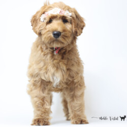 <p style="font-family: hello honey; font-size: 30px;"><strong>Sweetie</strong><br>
<DIV align="left"><strong>Parents:</strong> Lady & Butter<br>
<strong>DOB:</strong> 05/31/2025<br>
<strong>Age:</strong> 17 Weeks<br>
<strong>Size:</strong> Medium (30-45 lbs)<br>
<strong>Gender:</strong> Female<br>
<strong>Coat:</strong> Apricot Red Fleece<br><br>