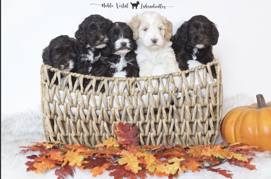 miniature chocolate Australian Labradoodle puppies from our 2025 litter, bred for health, temperament, and hypoallergenic fleece coats five week old miniature chocolate Australian Labradoodle puppies