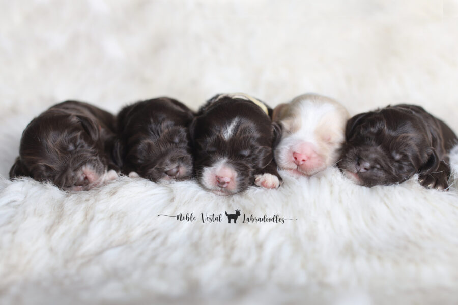 miniature chocolate Australian Labradoodle puppies from our 2025 litter, bred for health, temperament, and hypoallergenic fleece coats newborn miniature chocolate Australian Labradoodle puppies