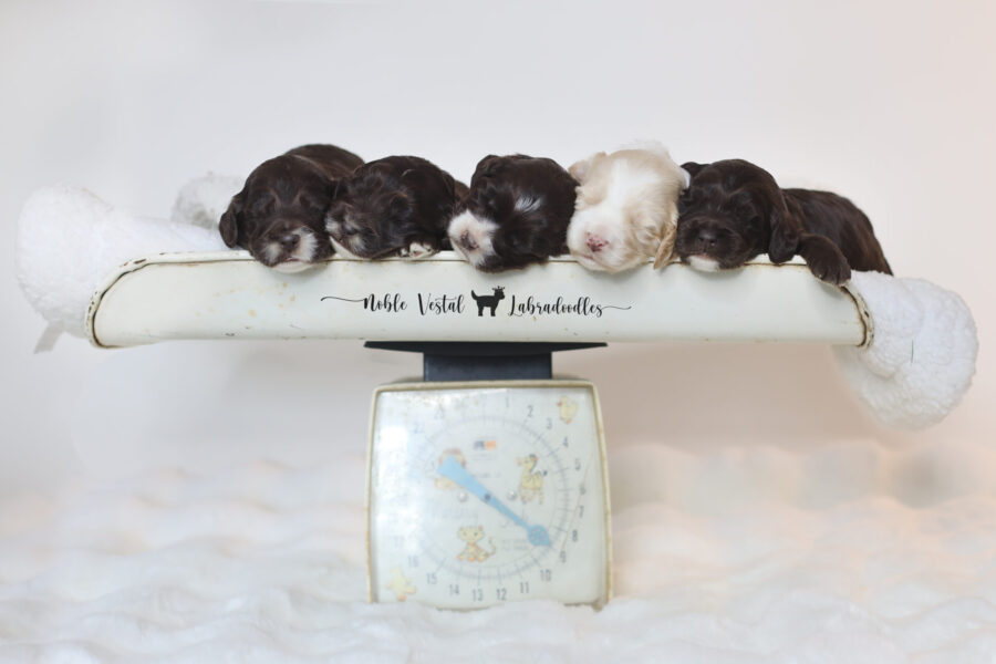 miniature chocolate Australian Labradoodle puppies from our 2025 litter, bred for health, temperament, and hypoallergenic fleece coats two week old miniature chocolate Australian Labradoodle puppies