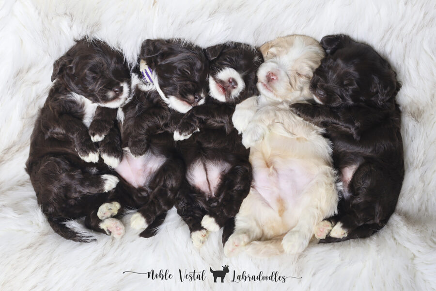 miniature chocolate Australian Labradoodle puppies from our 2025 litter, bred for health, temperament, and hypoallergenic fleece coats three week old miniature chocolate Australian Labradoodle puppies