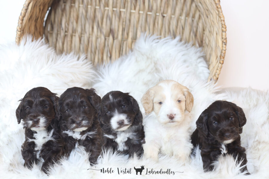 miniature chocolate Australian Labradoodle puppies from our 2025 litter, bred for health, temperament, and hypoallergenic fleece coats four week old miniature chocolate Australian Labradoodle puppies
